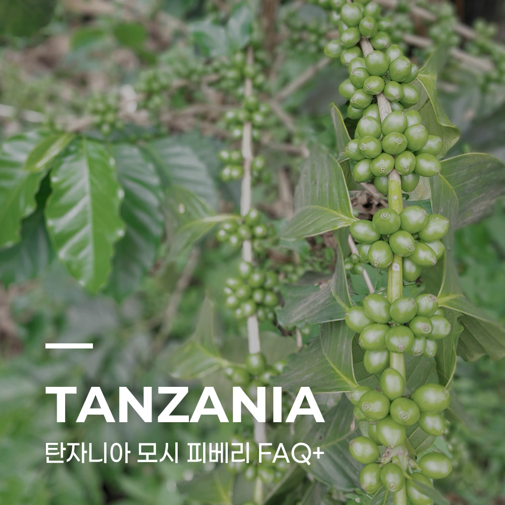 캅카와 커피생두 탄자니아 모시 피베리 FAQ+ 5kg